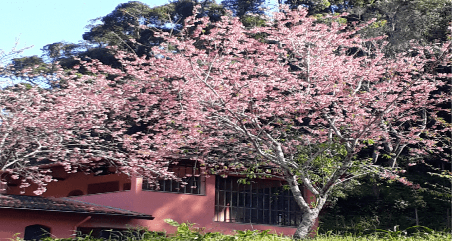 cerejeira