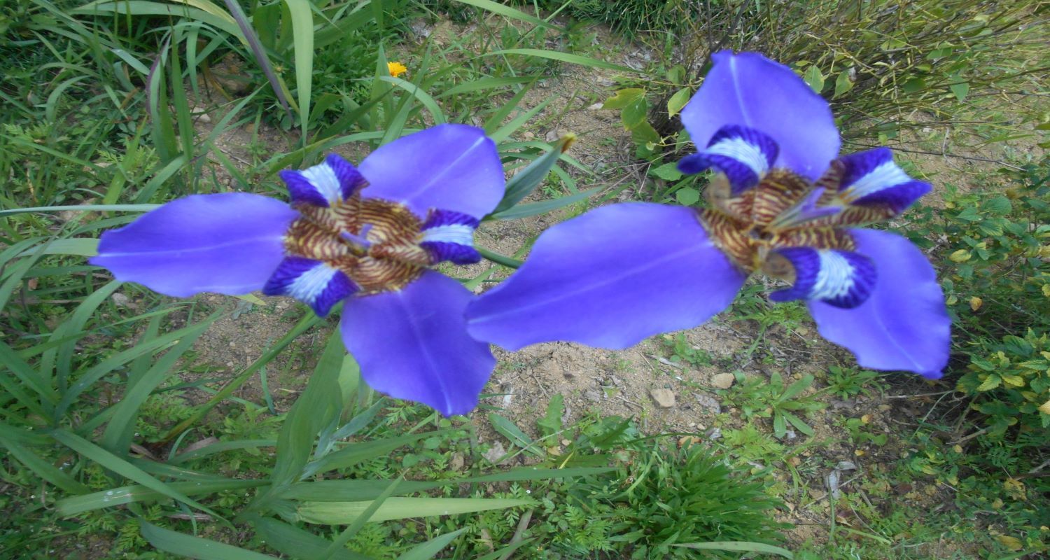 Flor Mosteiro da Virgem